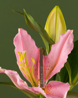 Luciu de Buze cu Atingere Senzorială image 4